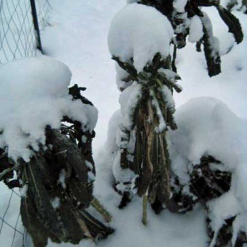 The Early Winter Garden